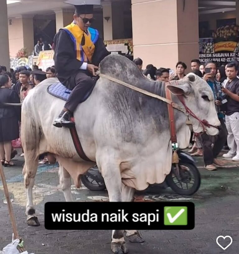 Graduate in cap and gown riding a large white cow during a graduation ceremony, with onlookers in the background. (Informative)